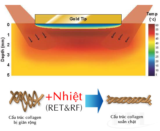 cơ chế tác dụng của sản phẩm