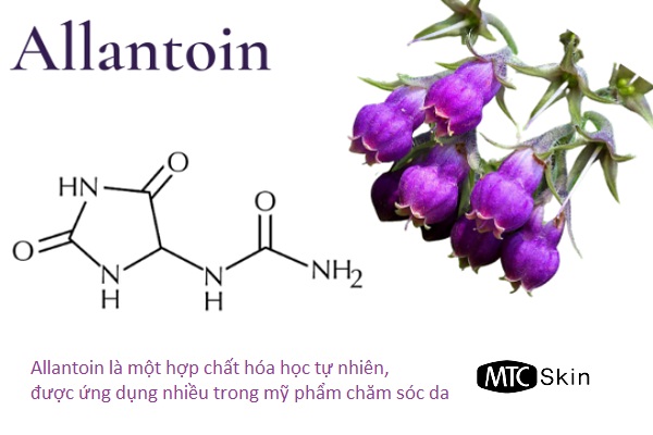 Allantoin là gì?