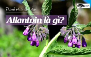 Allantoin là gì? Tìm hiểu Allantoin trong mỹ phẩm chăm sóc da