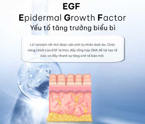 Đối tượng phù hợp sử dụng Serum EGF